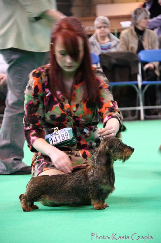 Crufts2011_2 1197.jpg